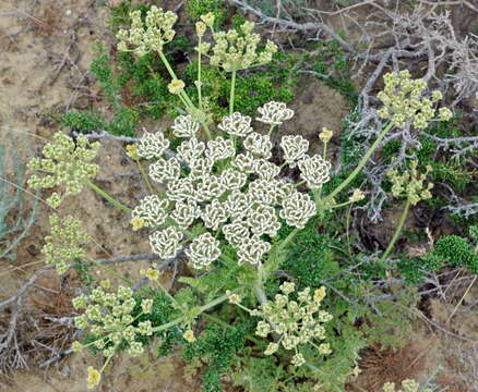 Image of Zosima absinthifolia (Vent.) Link