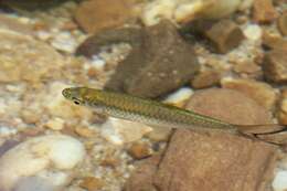 صورة Rasbora vulgaris Duncker 1904