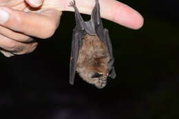 Image of Cape Horseshoe Bat