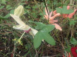 Image de Passiflora aurantia Forst. fil.