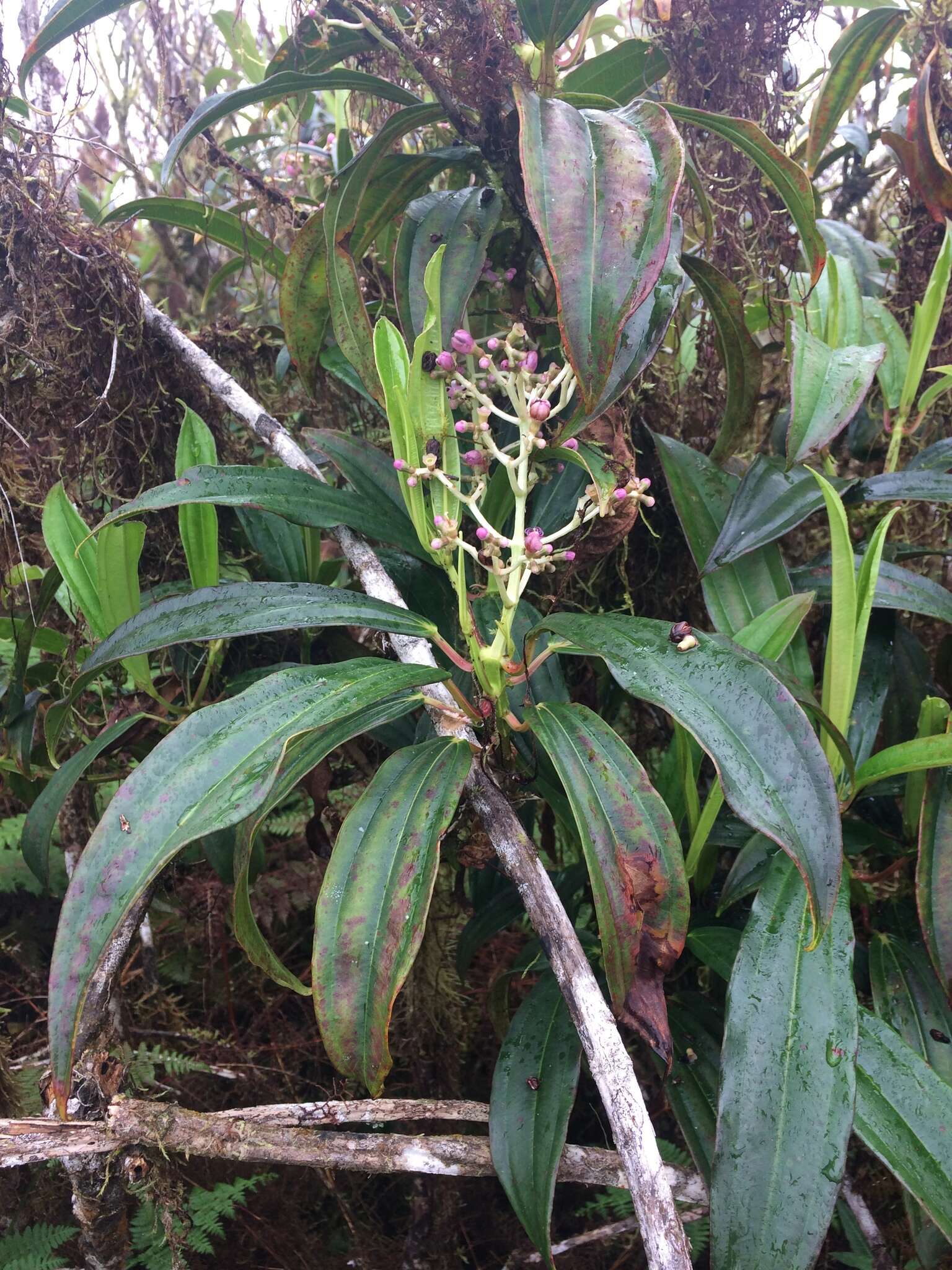 Image of Miconia robinsoniana Cogn.