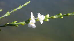 Image of Buddleja virgata L. fil.