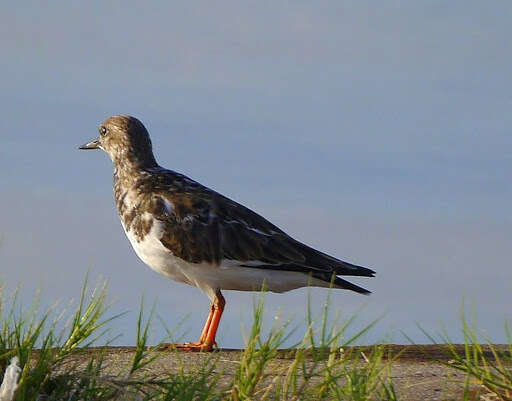 Image of Arenaria Brisson 1760