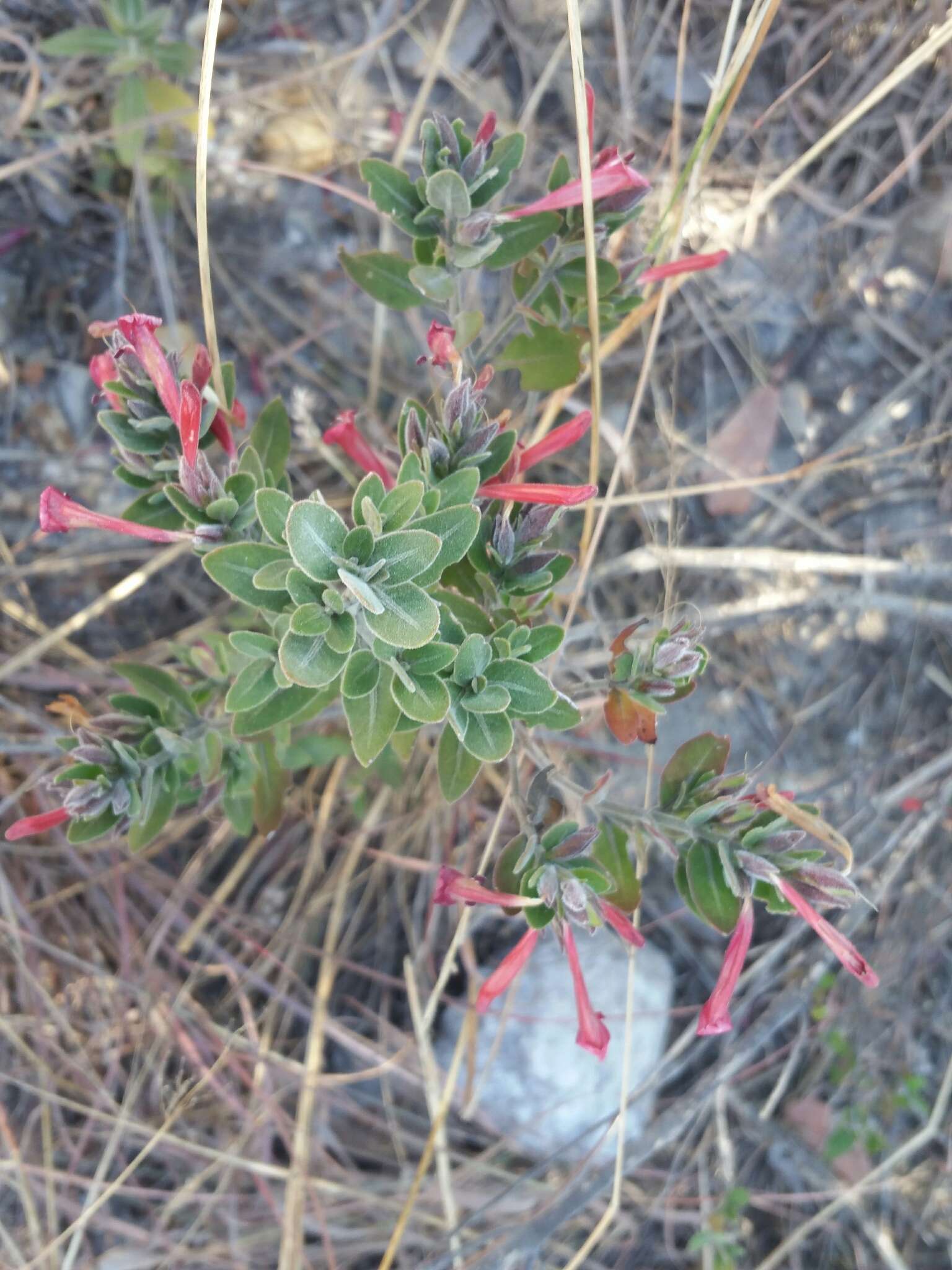 Слика од Hypoestes isalensis Benoist