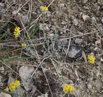 Image of Alyssum repens subsp. trichostachyum (Rupr.) Hayek