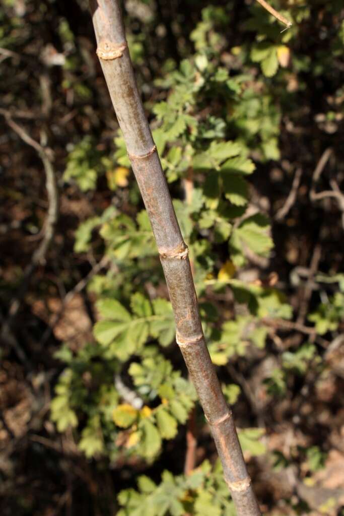 Image of Parsley tree