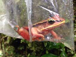 Image of Green-eyed Frog