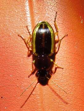 Image of Agonum (Olisares) pallipes (Fabricius 1787)