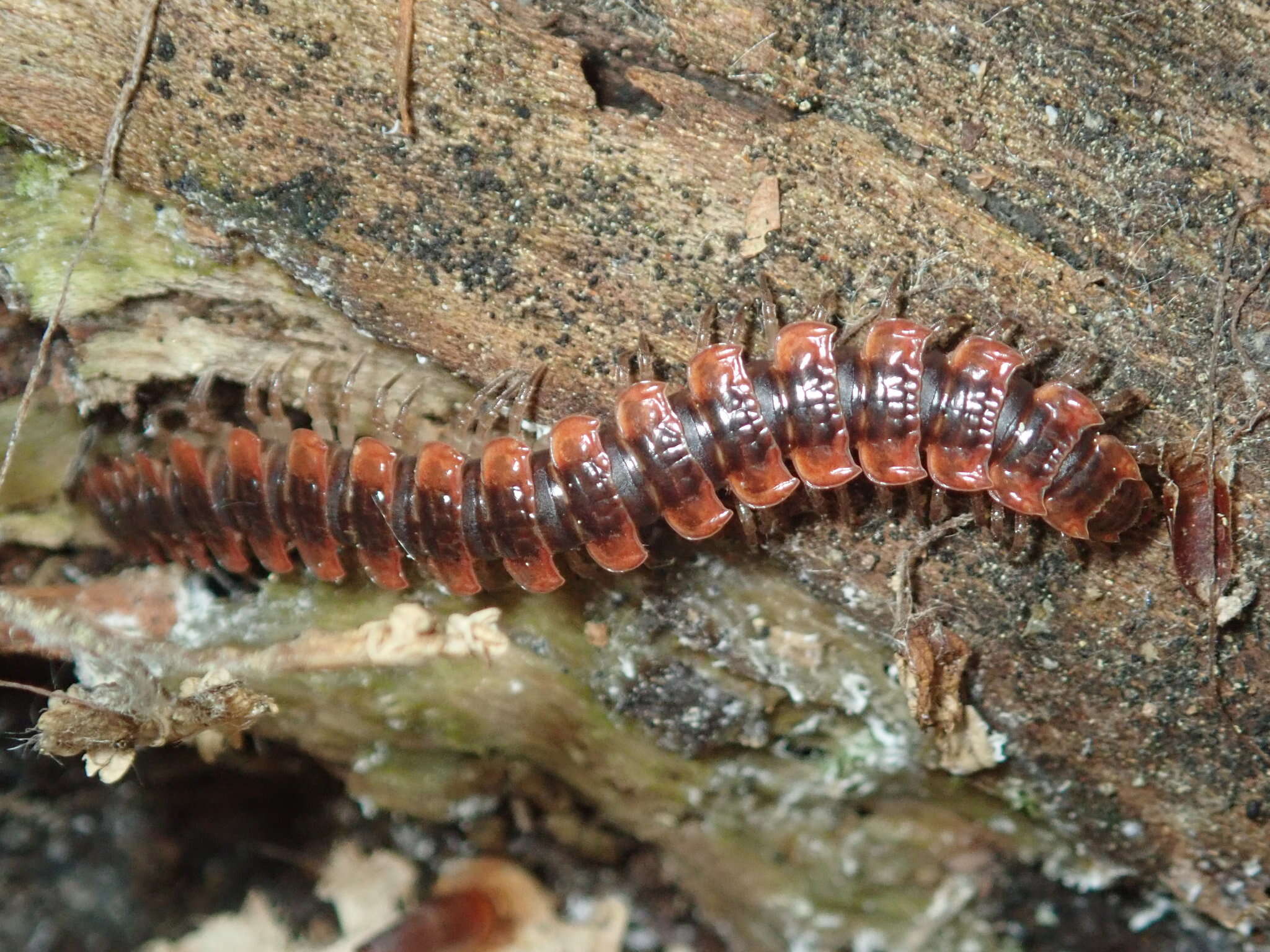 Слика од Pseudopolydesmus canadensis (Newport 1844)