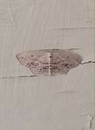 Image of Frosted Tan Wave Moth