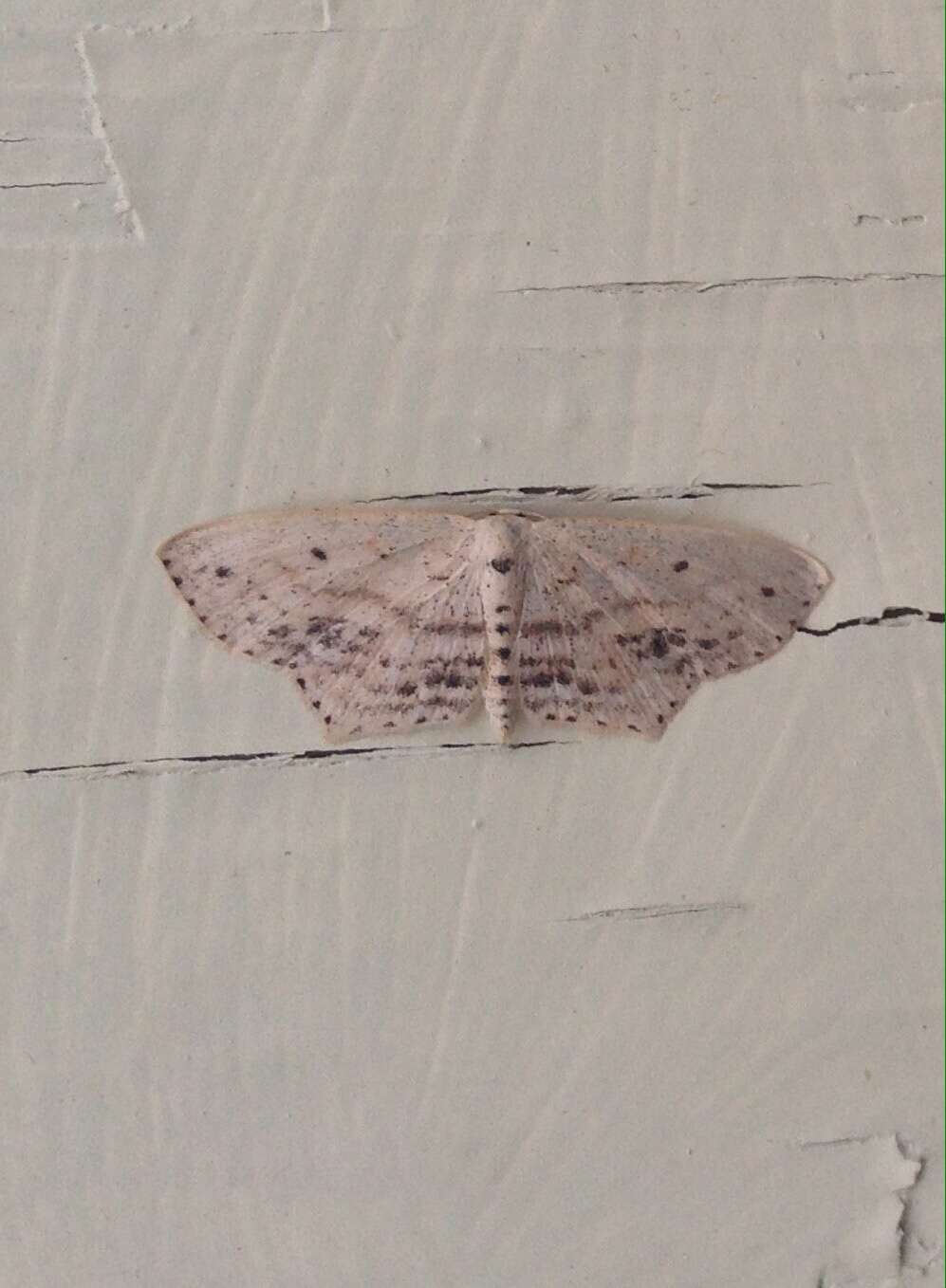 Image of Frosted Tan Wave Moth