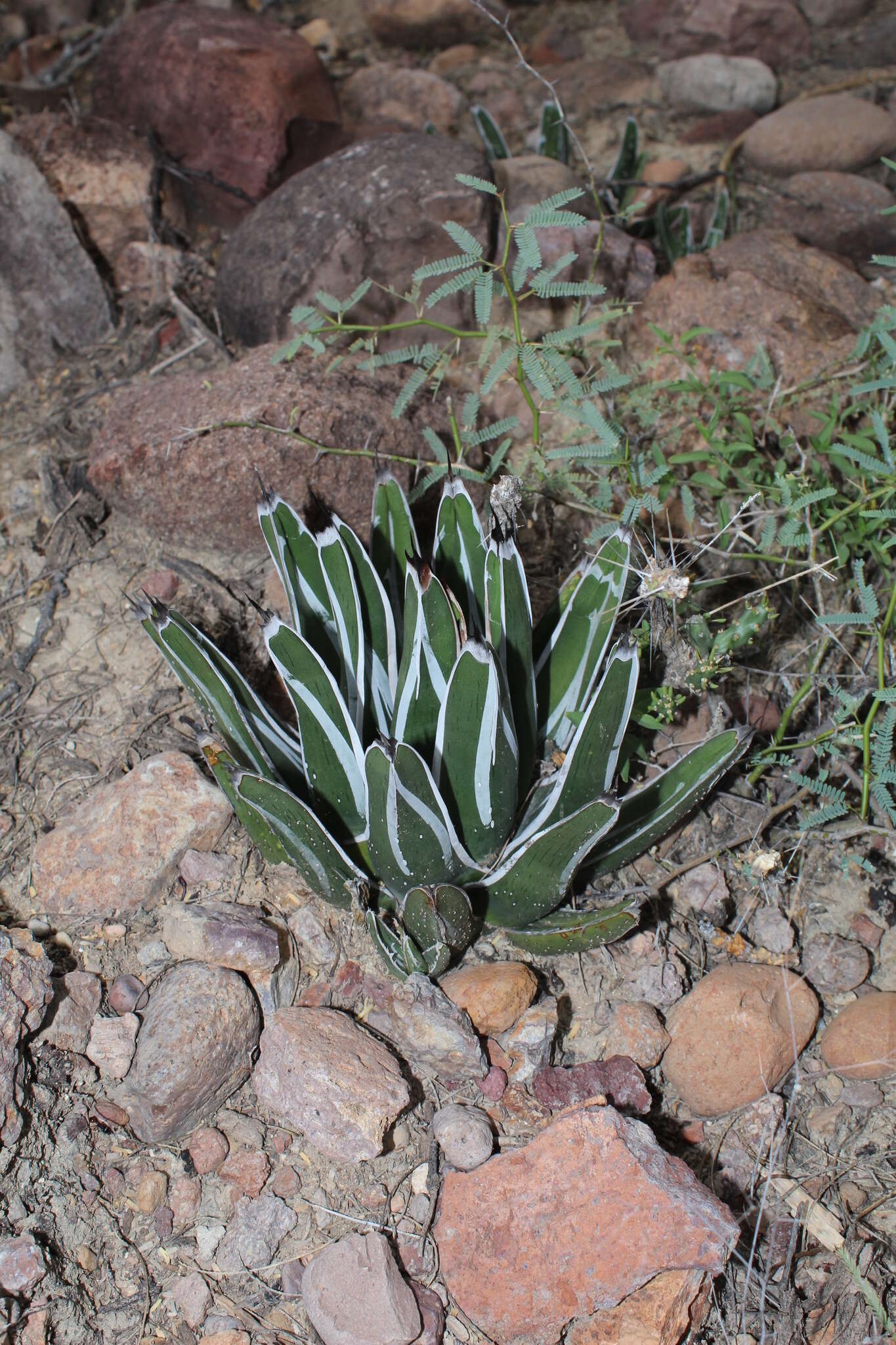 Image of Agave pintilla S. González, M. González & L. Reséndiz