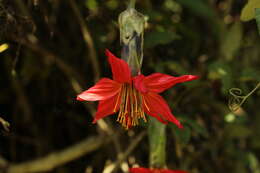 Image of Mutisia clematis L. fil.