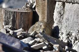 Image of Alpine Pika