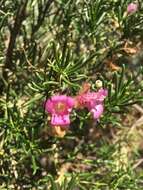 Imagem de Eremophila alternifolia R. Br.