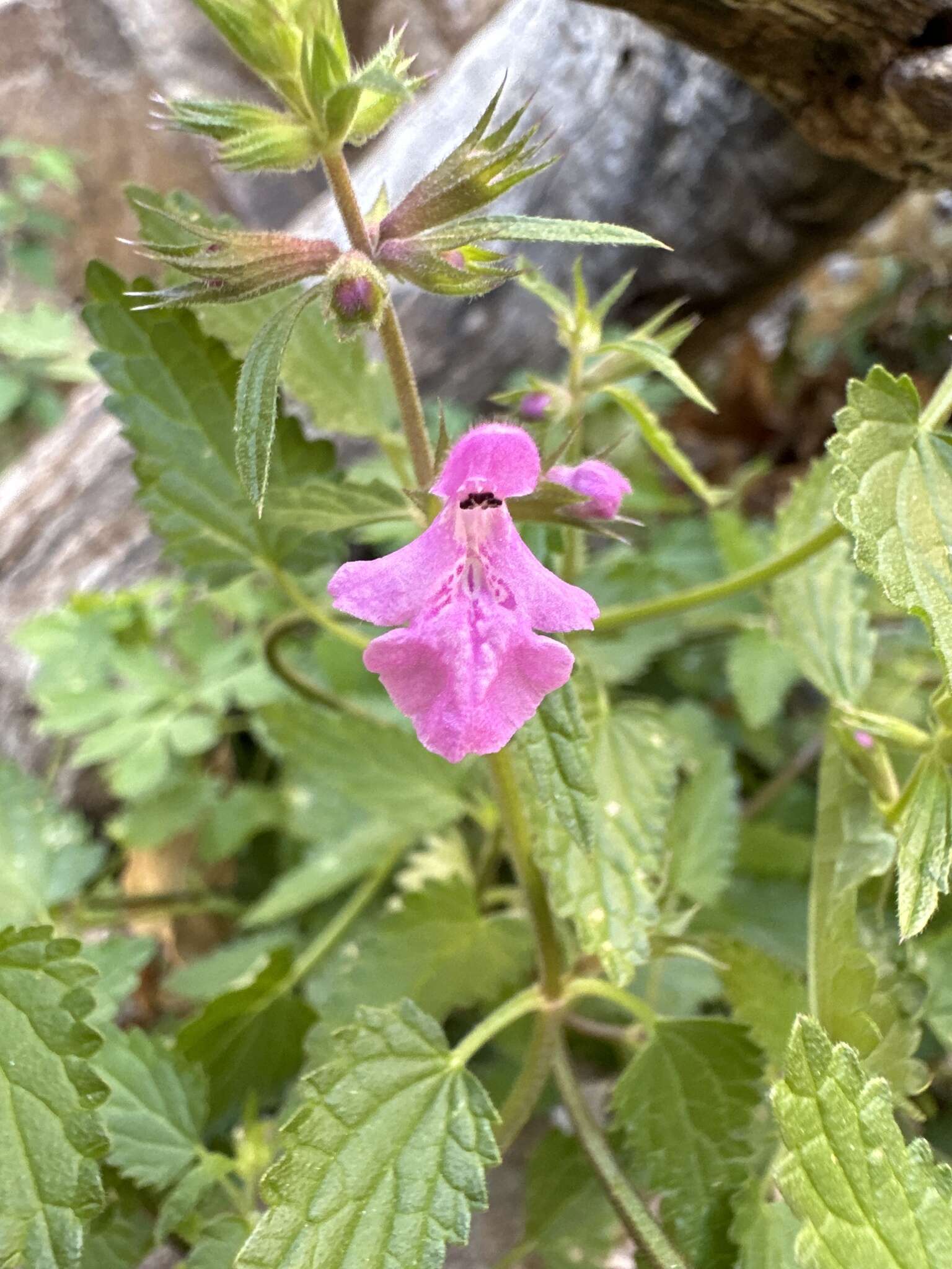 Imagem de Stachys bigelovii A. Gray