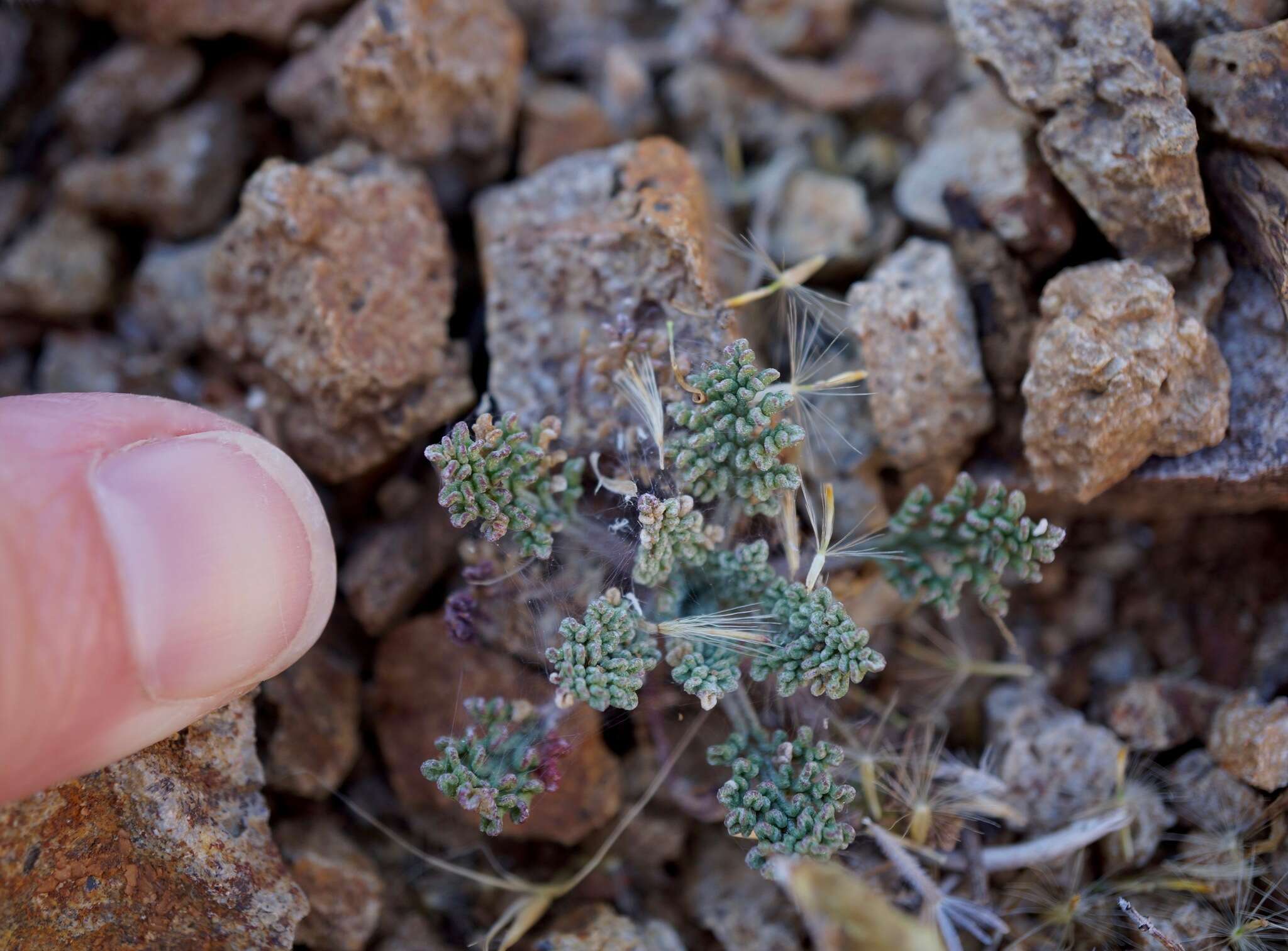 Imagem de Chaenactis douglasii var. alpina A. Gray