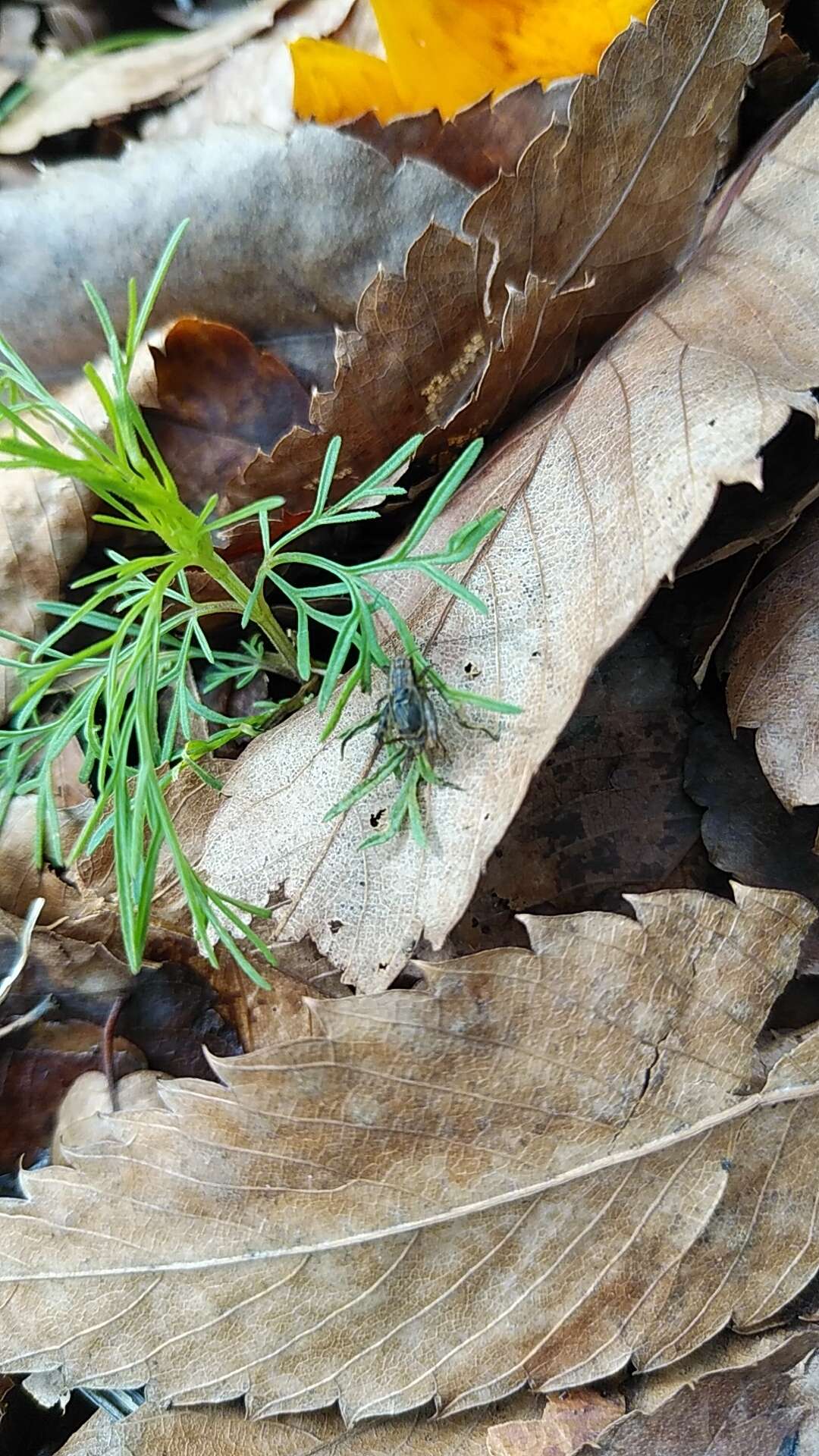 Image of <i>Dianemobius mikado</i>