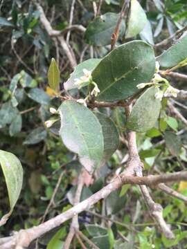 Image of Noronhia foveolata subsp. tomentella (I. Verd.) Hong-Wa & Besnard