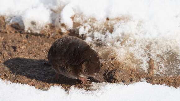 Image of Sorex subgen. Sorex Linnaeus 1758