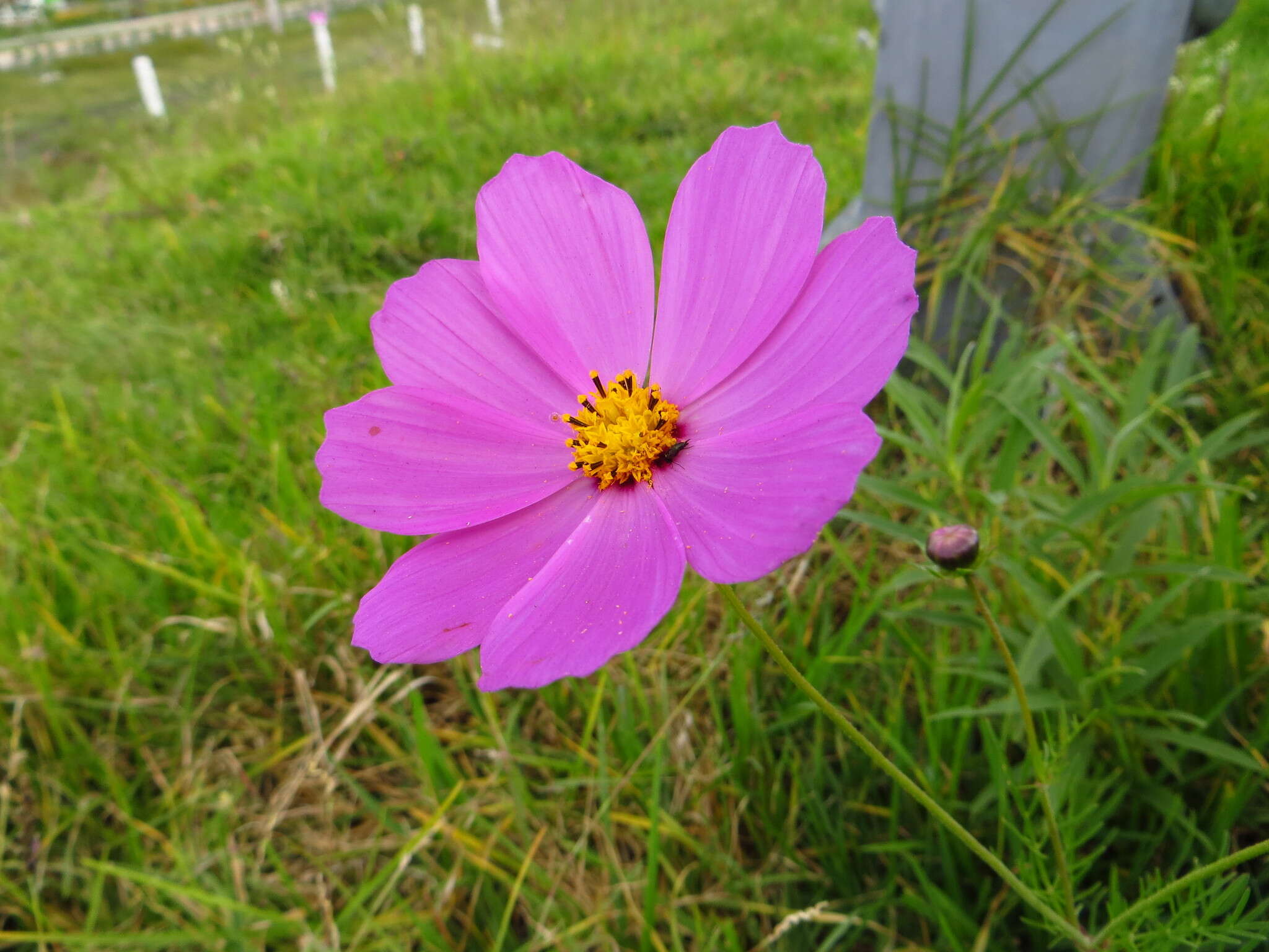 Image of garden cosmos