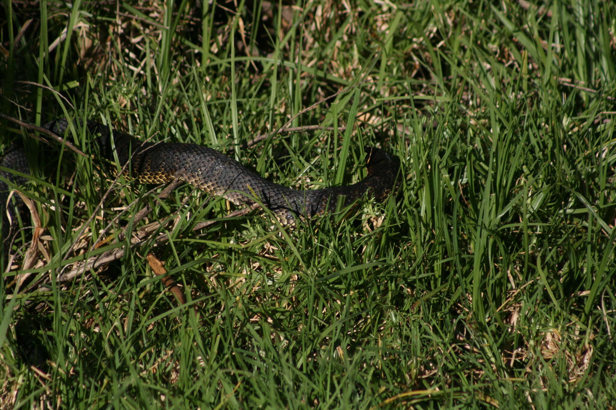 Notechis scutatus occidentalis Glauert 1948的圖片