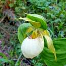 Imagem de Cypripedium fasciolatum Franch.