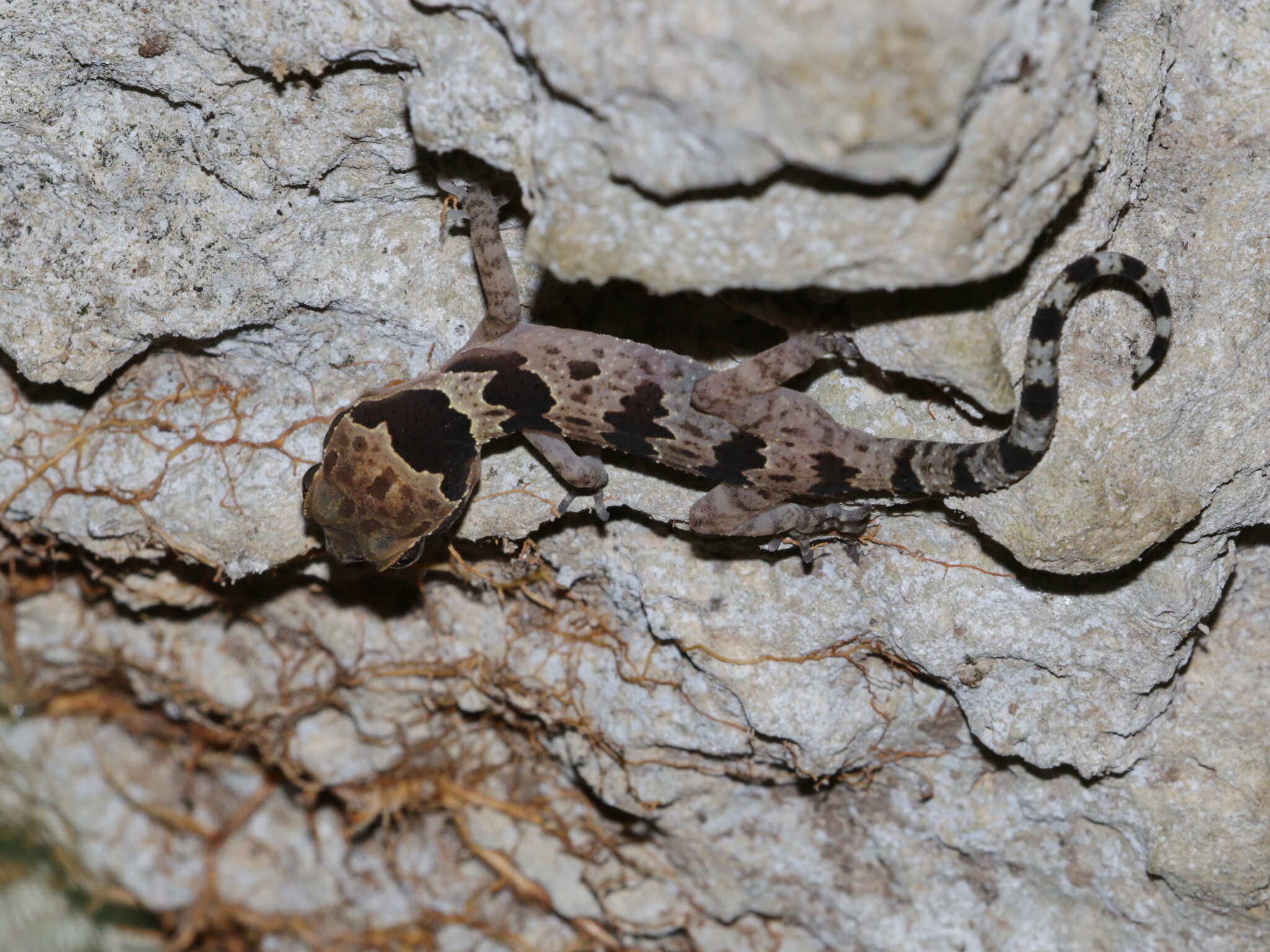 Image of Butterfly Forest Gecko