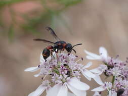 Imagem de Leptochilus eatoni (E. Saundas 1905)