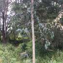 Image of Eucalyptus amplifolia subsp. amplifolia