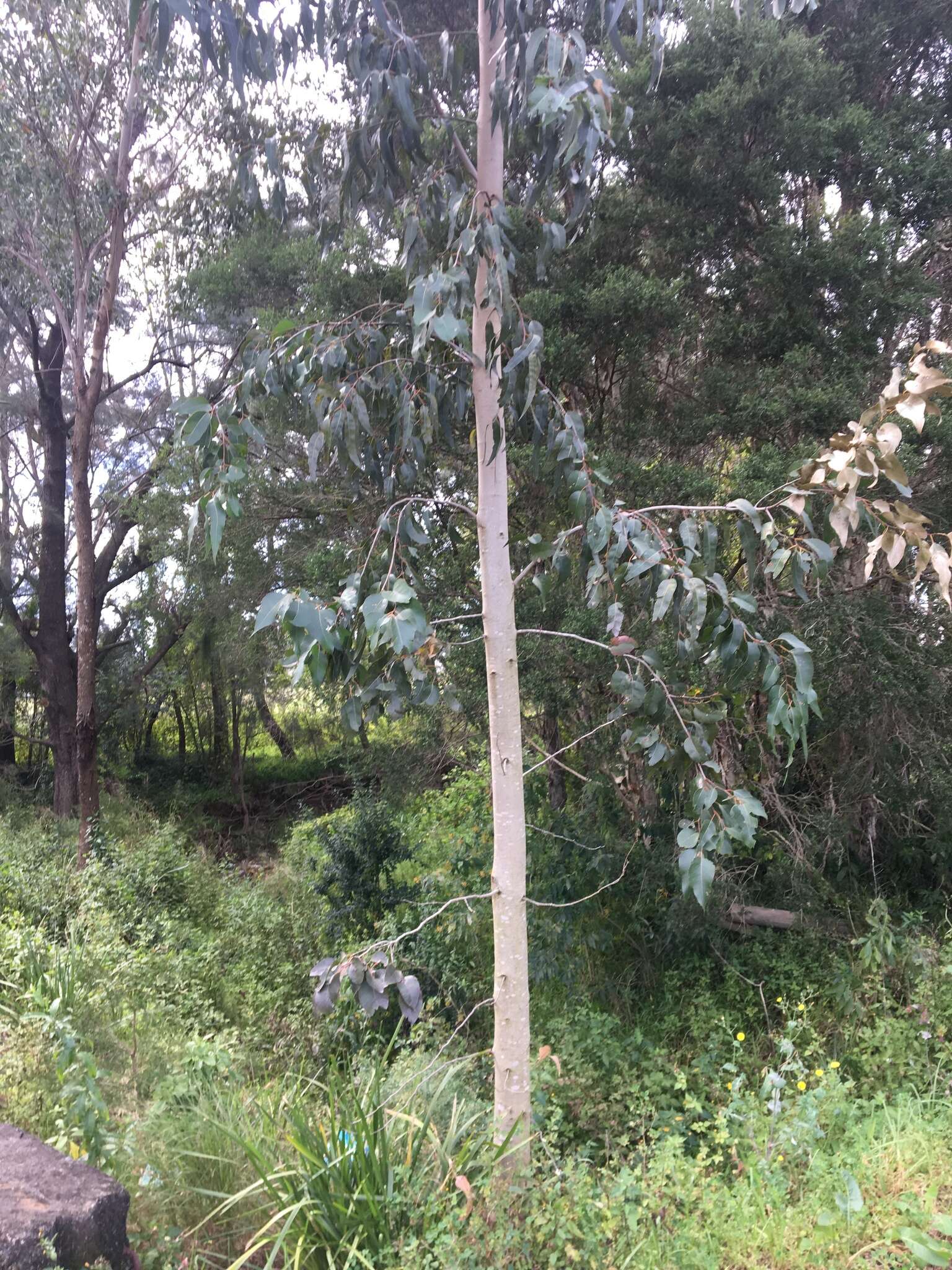 Image of Eucalyptus amplifolia subsp. amplifolia