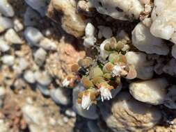 Imagem de Drosanthemopsis diversifolia (L. Bol.) Klak