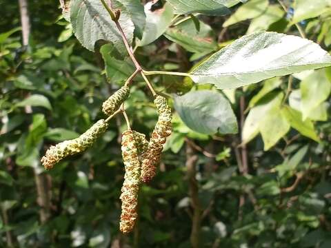 Imagem de Alnus maritima (Marshall) Muhl. ex Nutt.