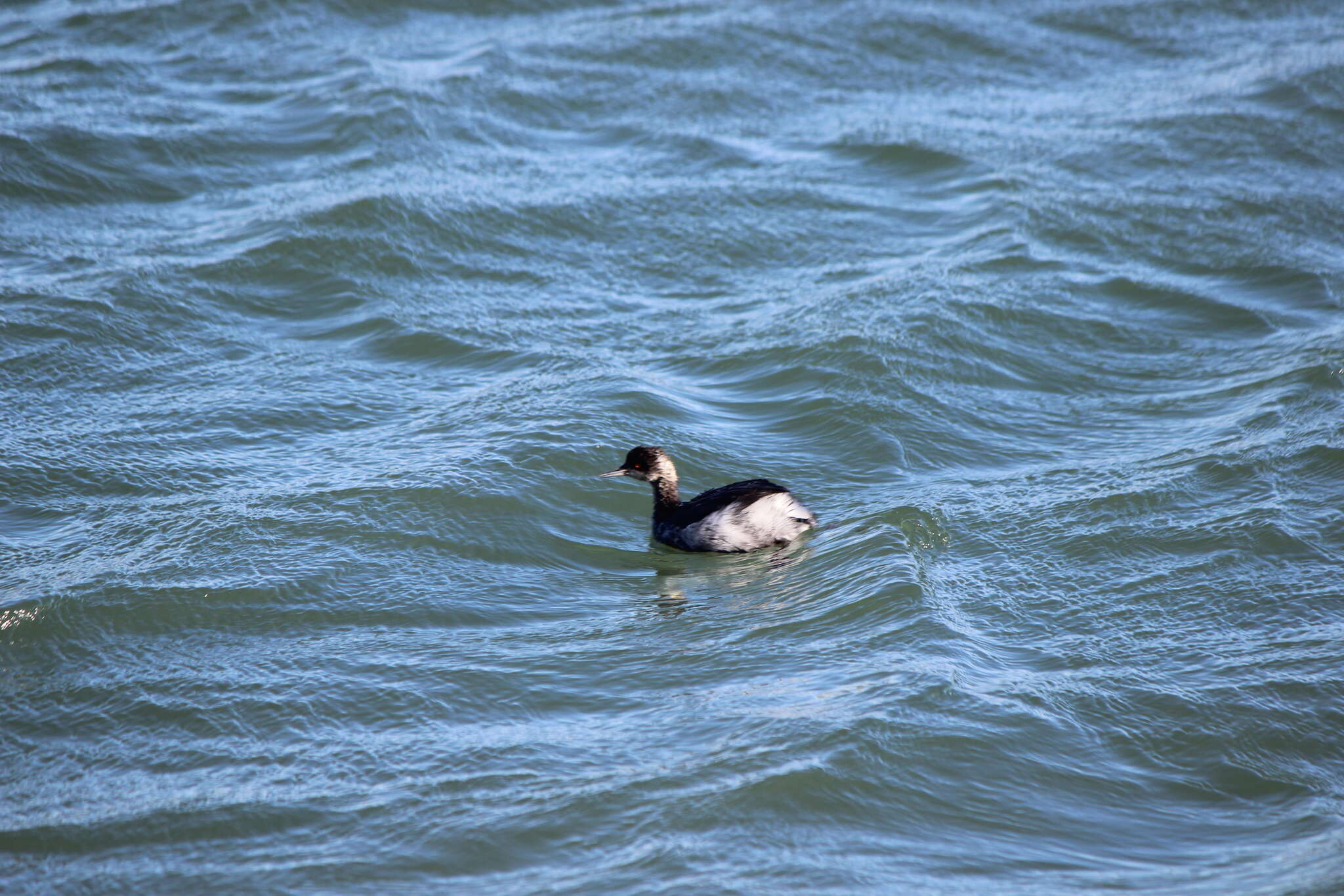 Imagem de Podiceps nigricollis californicus Heermann 1854