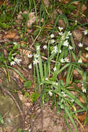 Image of Italian Garlic