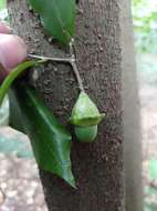 Image of Licaria misantlae (T. S. Brandegee) Kosterm.