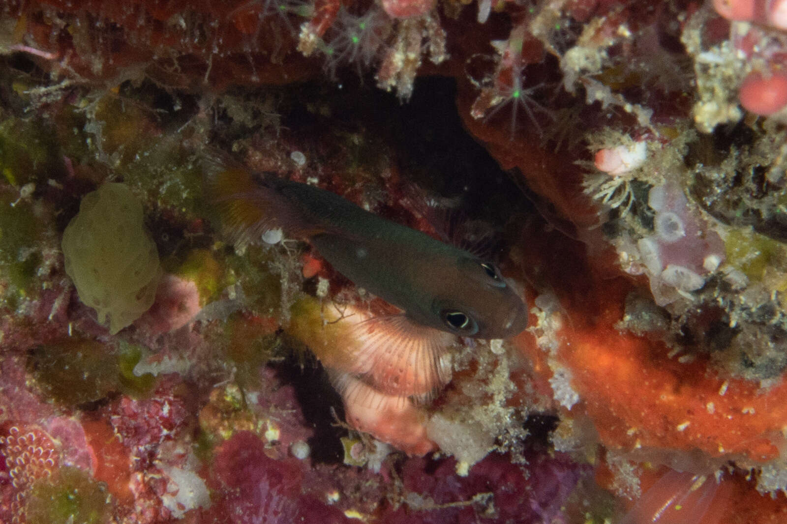 Image of Orangespotted dottyback