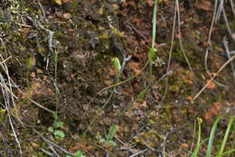 Image of Snail greenhood