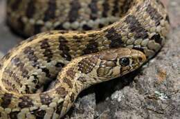 Thamnophis scaliger (Jan 1863)的圖片