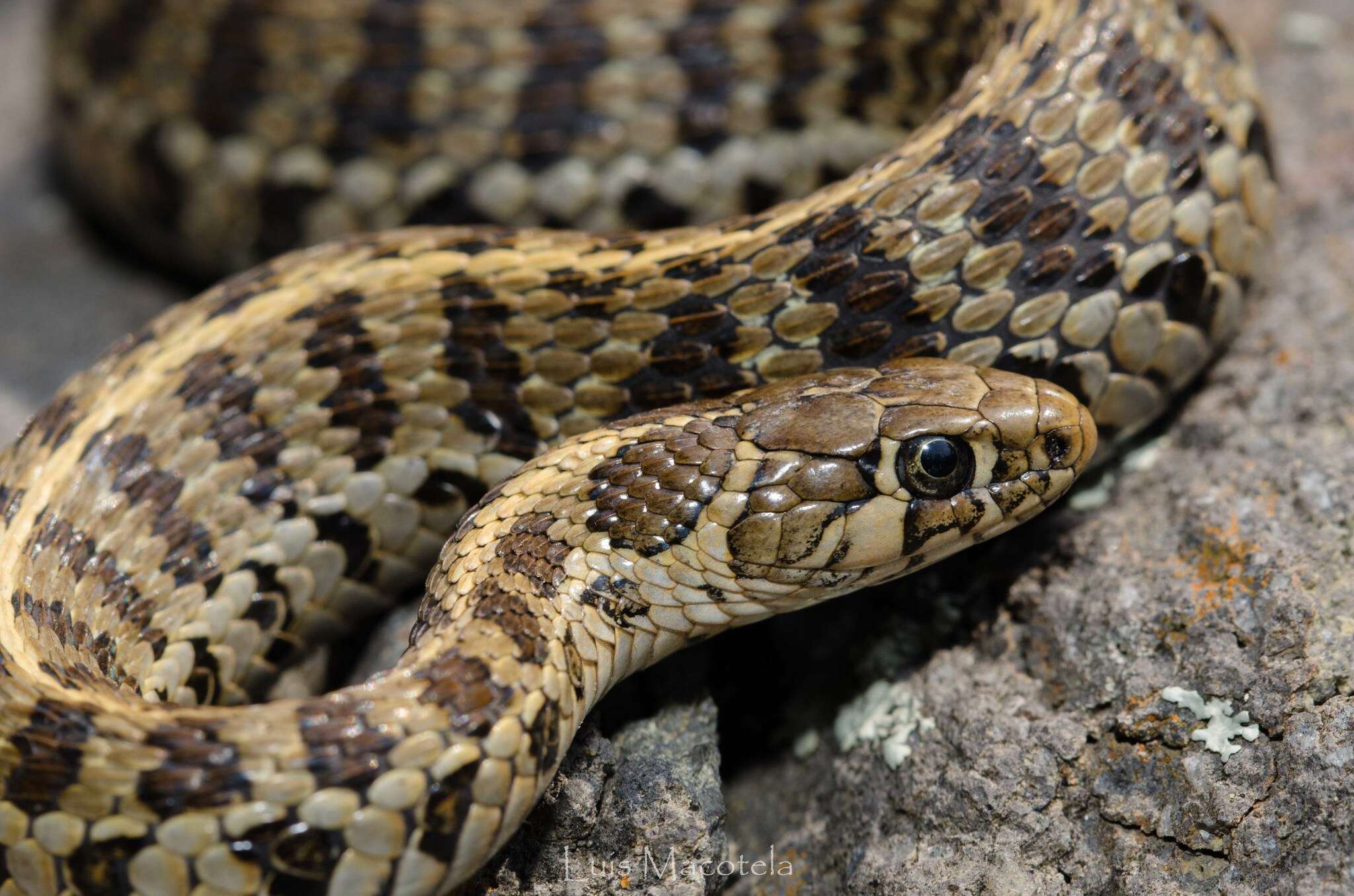 Thamnophis scaliger (Jan 1863)的圖片