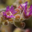 Image of Drosanthemum brevifolium (Ait.) Schwant.