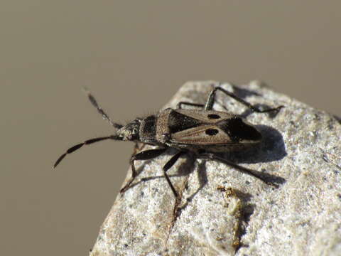 صورة Lasiocoris crassicornis (Lucas 1849)