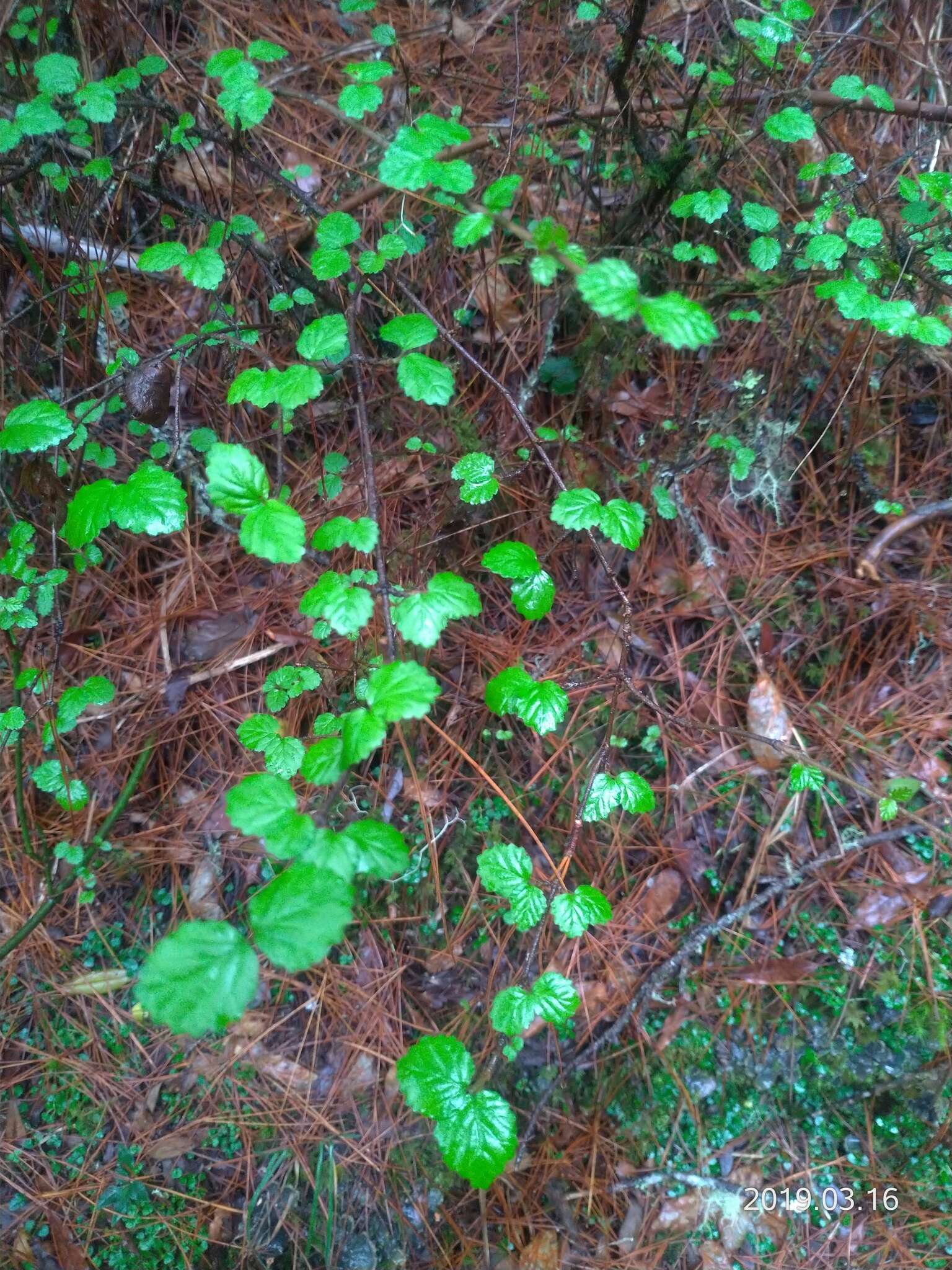 Image of Viburnum parvifolium Hayata