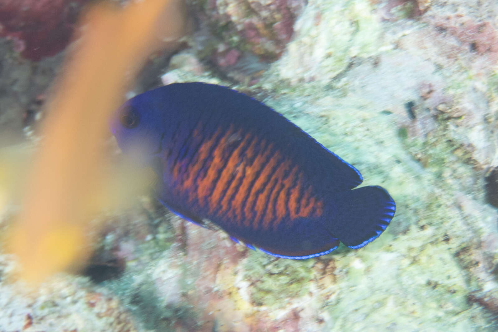 Image of Coral Beauty Angel