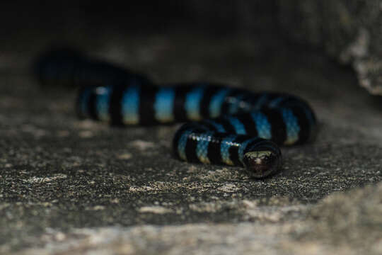 Image of Blackbanded Sea Krait