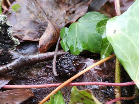 Imagem de Xylaria carpophila (Pers.) Fr. 1849