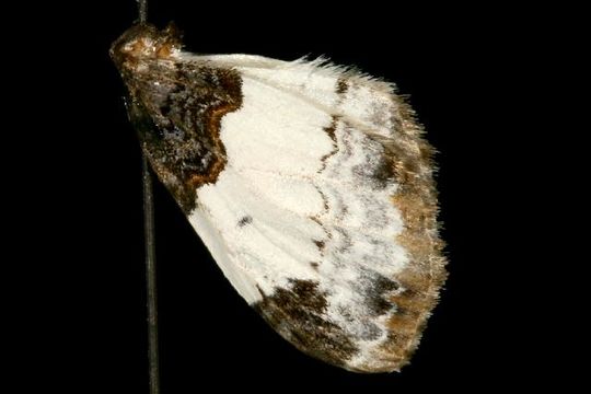 Image of White-ribboned Carpet