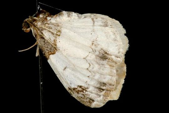 Image of White-ribboned Carpet
