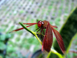 Image of Neurothemis terminata Ris 1911