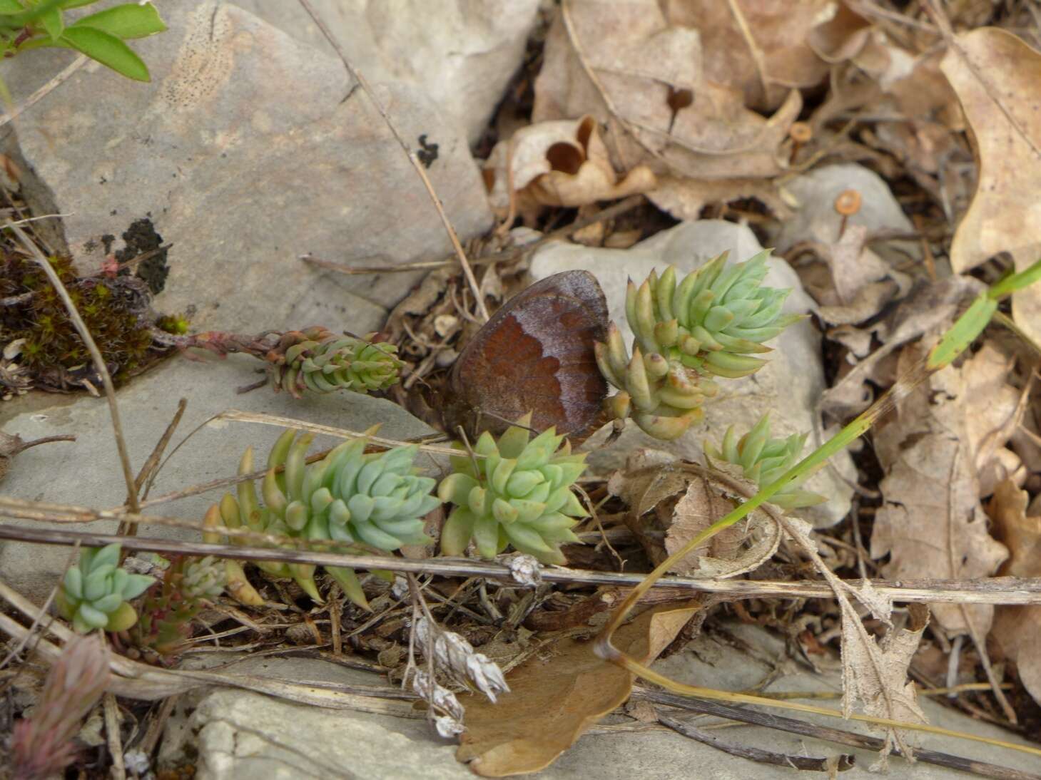 Image of Autumn Ringlet